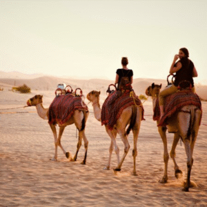 Camel Trekking in Abu Dhabi