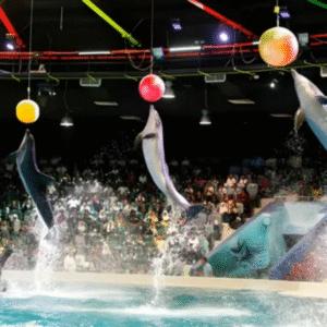 Dubai Dolphinarium From Abu Dhabi