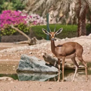 Al Ain Zoo