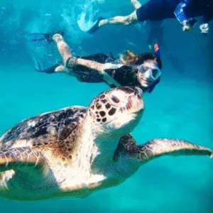 Snorkeling with turtles in Fujairah with Transfer & BBQ lunch