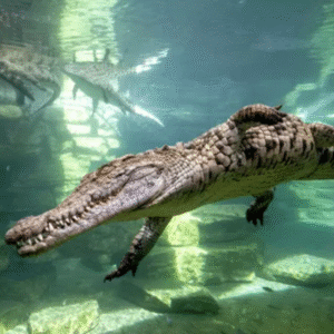 Dubai Crocodile Park