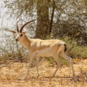 Arabian Wildlife Center